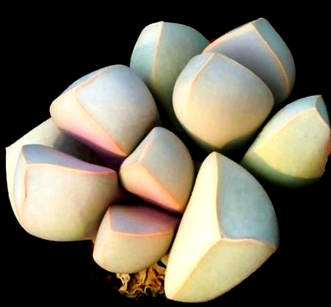 Lapidaria margaretae
