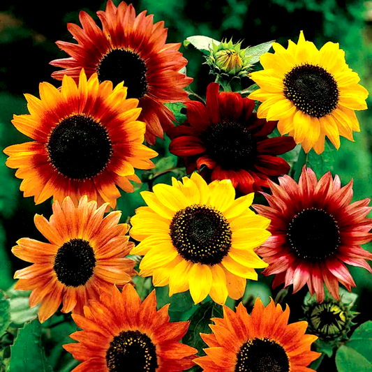 Large Flowered Colored Sunflower Seeds Mix