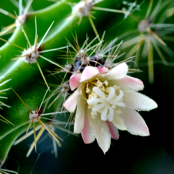 Lepismium ianthothele