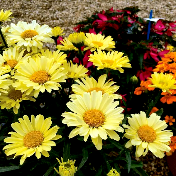Leucanthemum REALFLOR® 'Real Sunbeam'
