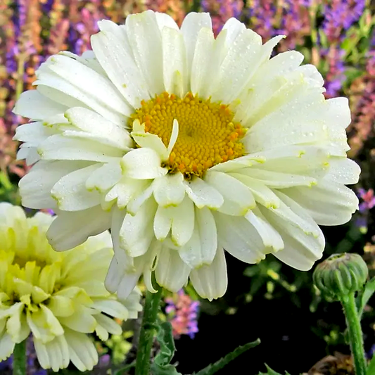 Leucanthemum 'Real Dream'