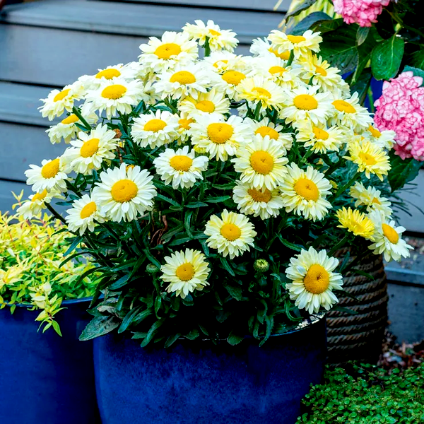 Leucanthemum Realflor® 'Real Solar' Shasta Daisy