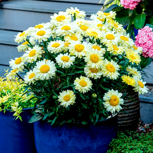 Leucanthemum Realflor® 'Real Solar' Shasta Daisy