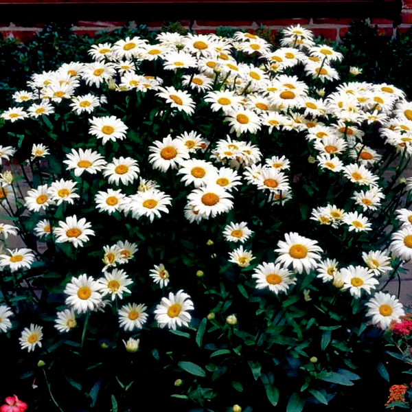 Leucanthemum 'Snow Cap'