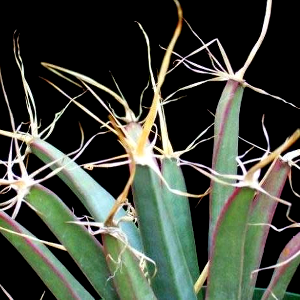 Leuchtenbergia principis