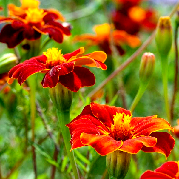 Linnaeus Burning Embers Marigold Seeds