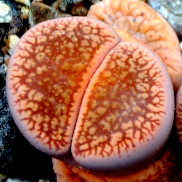 Lithops aucampiae aucampiae