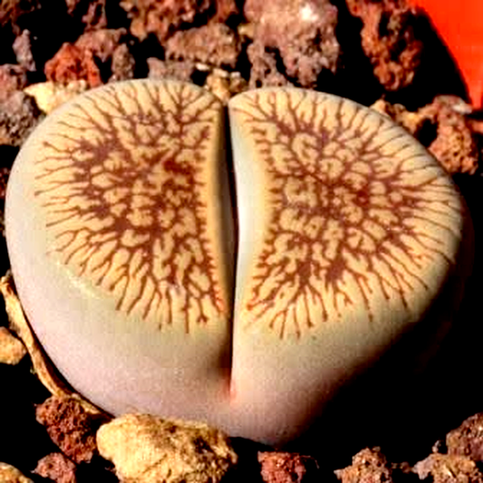 Lithops aucampiae var aucampiae Kuruman Form