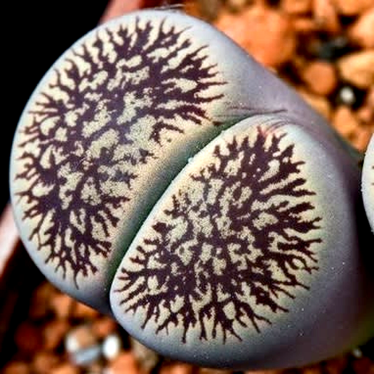 Lithops aucampiae var fluminalis