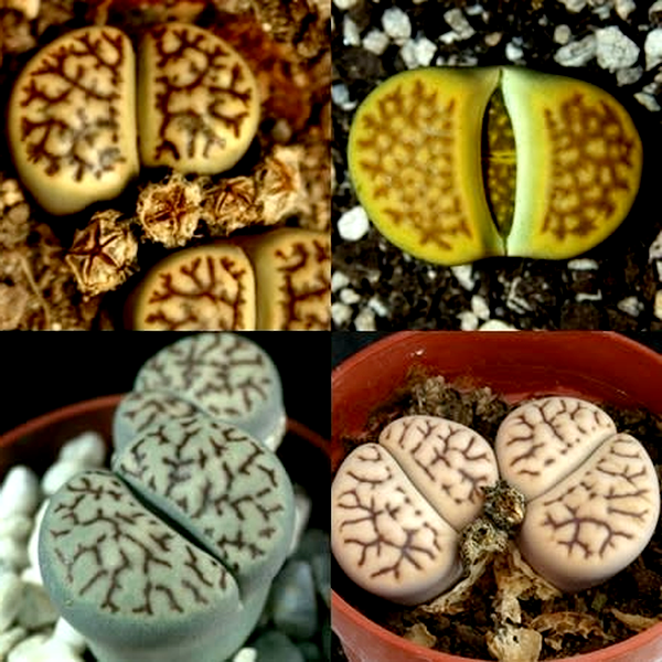 Lithops bromfieldii Mixture