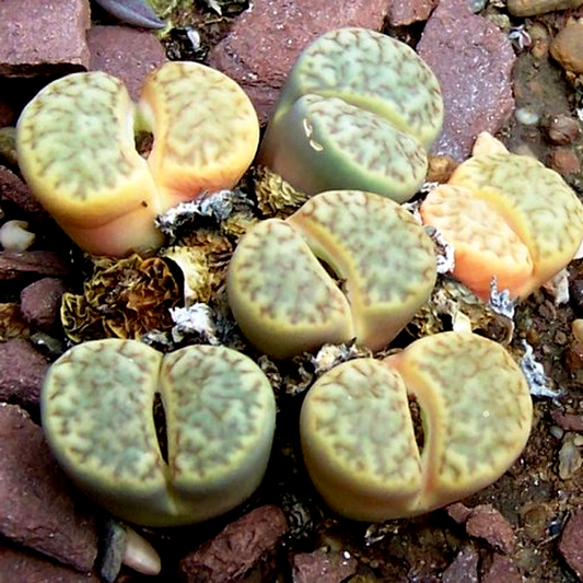 Lithops bromfieldii var bromfieldii