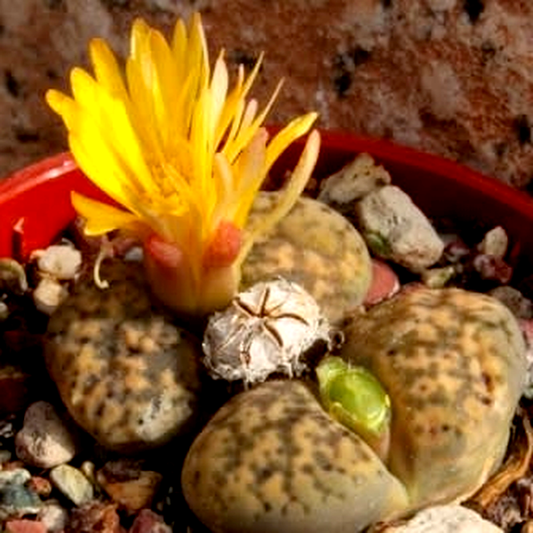Lithops bromfieldii var glaudinae