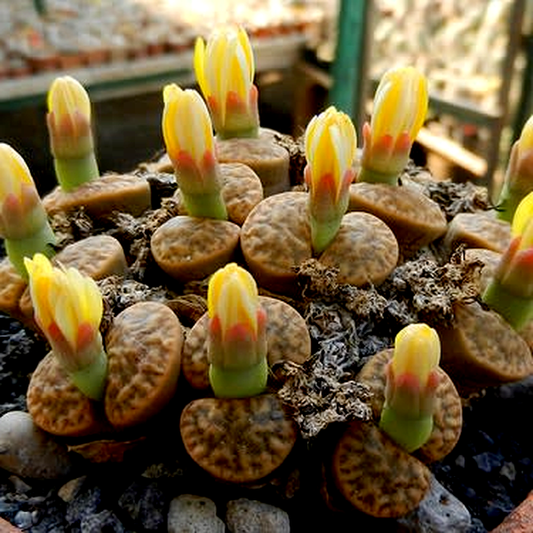 Lithops bromfieldii var insularis