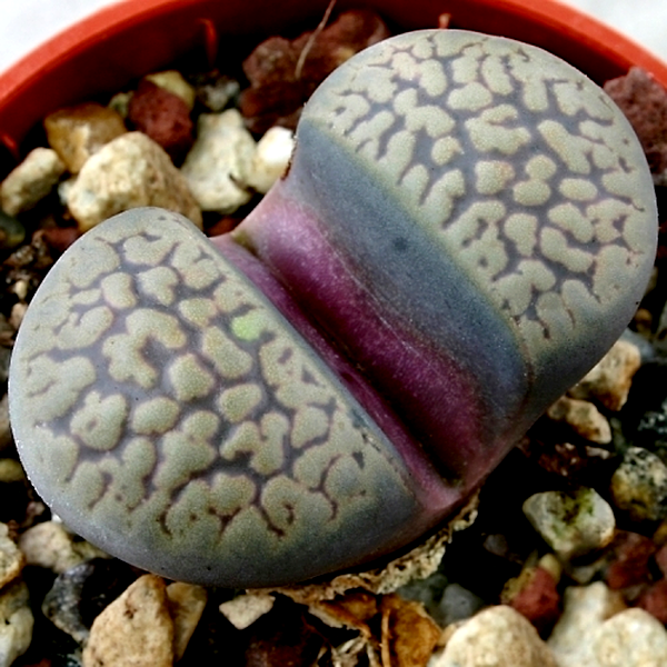 Lithops comptonii var weberi