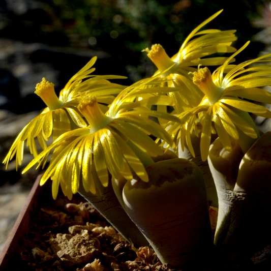 Lithops dinteri var dinteri
