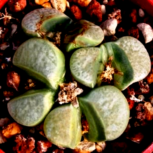 Lithops divergens var divergens