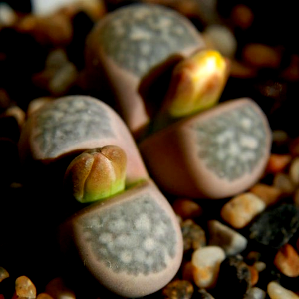 Lithops geyeri
