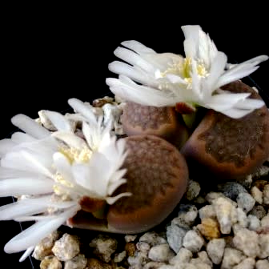 Lithops hallii Brown Form