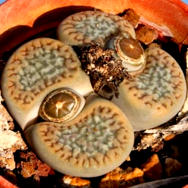 Lithops hookeri var elephina