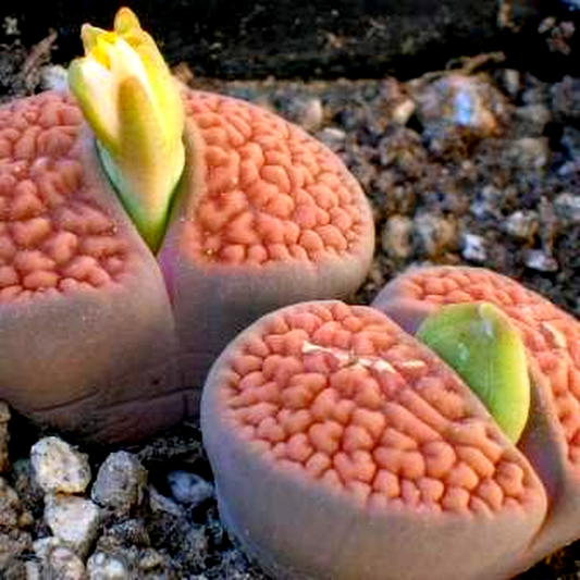 Lithops hookeri var hookeri
