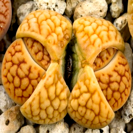 Lithops hookeri var lutea