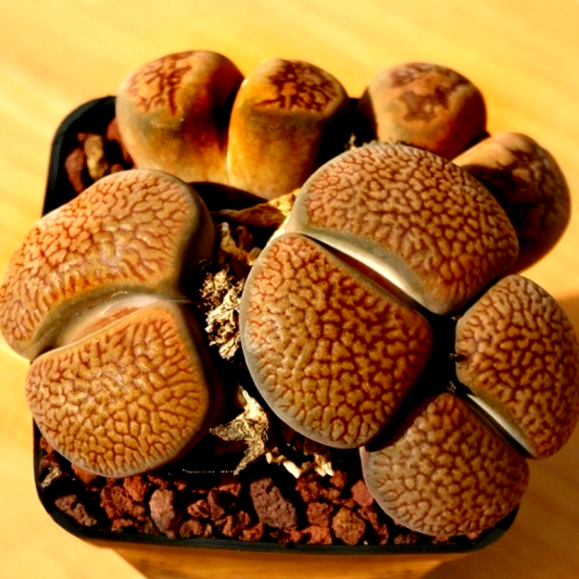 Lithops hookeri var marginata