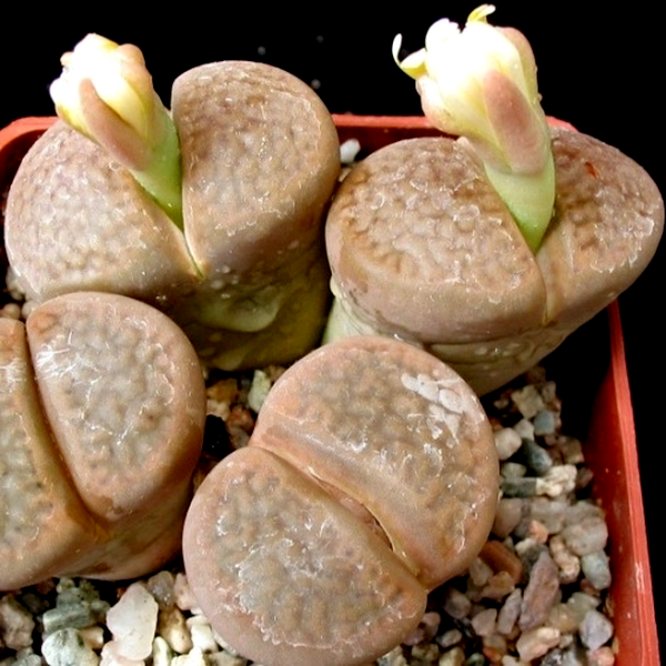 Lithops hookeri var subfenestrata