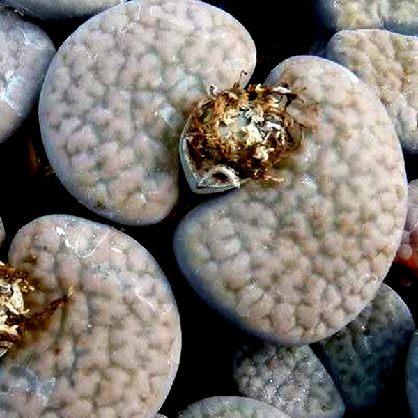 Lithops hookeri var vermiculata