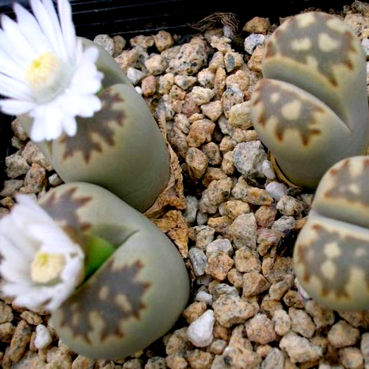 Lithops julii ssp fulleri var brunnea
