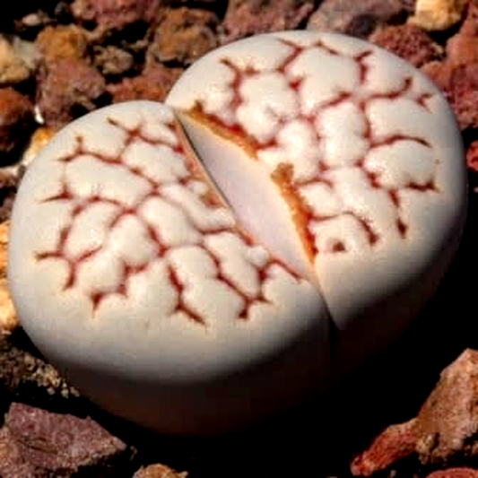 Lithops julii var chrysocephala