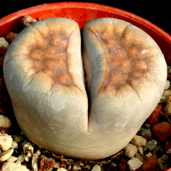 Lithops karasmontana Signalberg