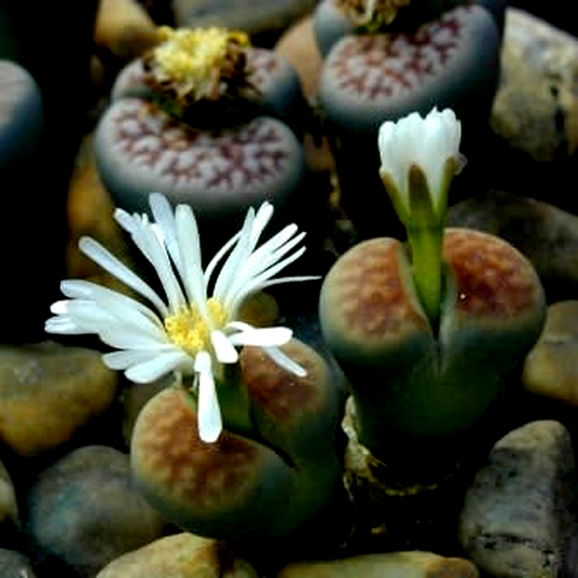 Lithops karasmontana jacobseniae