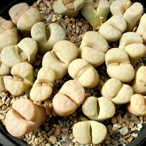 Lithops karasmontana ssp karasmontana var karasmontana mickbergensis