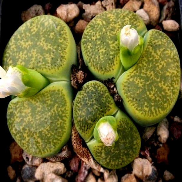 Lithops lesliei ssp lesliei albinica Form