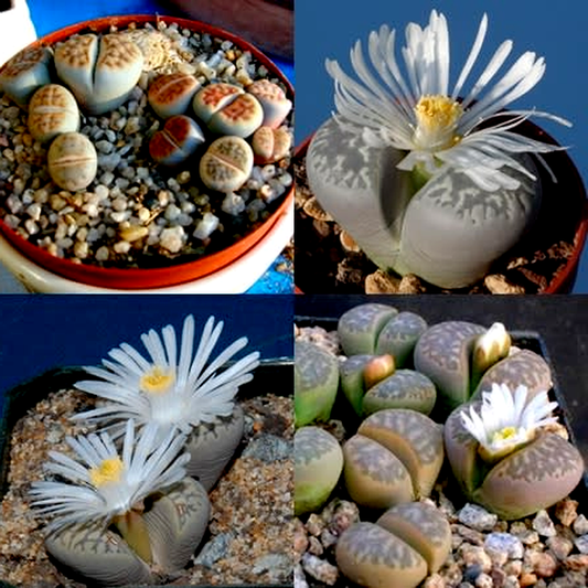 Lithops marmorata Mixed Species