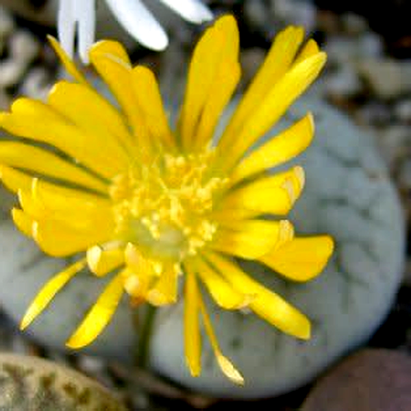 Lithops pseudotruncatella ssp archerae