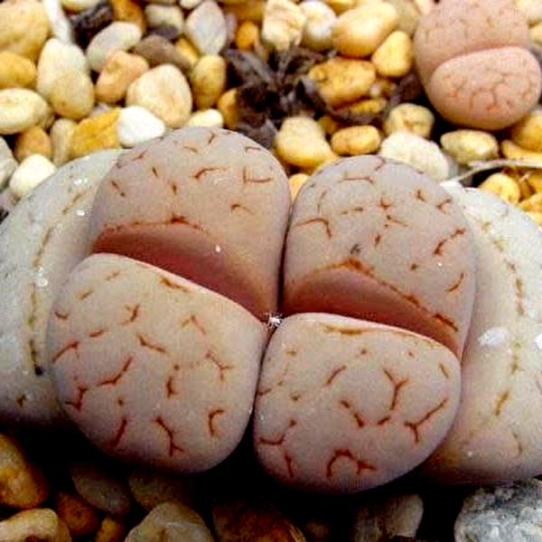Lithops ruschiorum