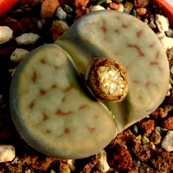 Lithops schwantesii kuibisensis