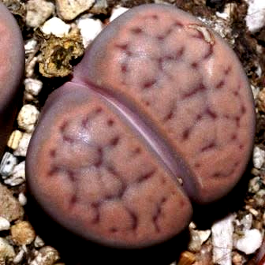 Lithops schwantesii ssp schwantesii var marthae