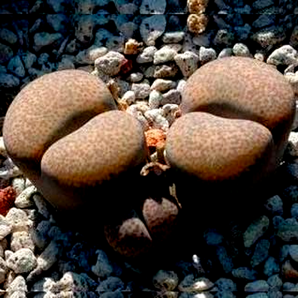 Lithops terricolor ssp terricolor