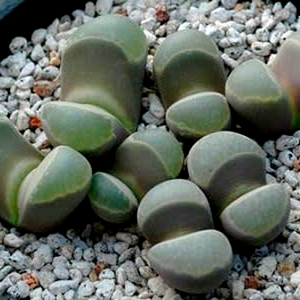 Lithops viridis
