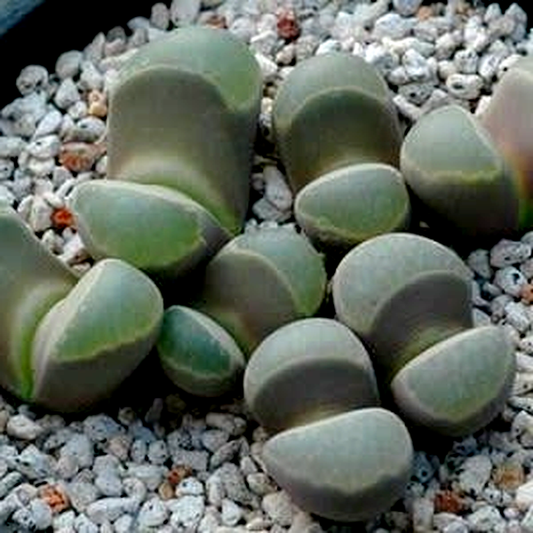 Lithops viridis