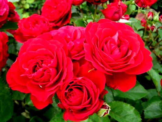 Look Good...Feel Better