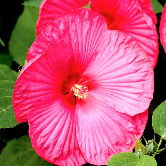 Luna™ Rose Hibiscus Seeds