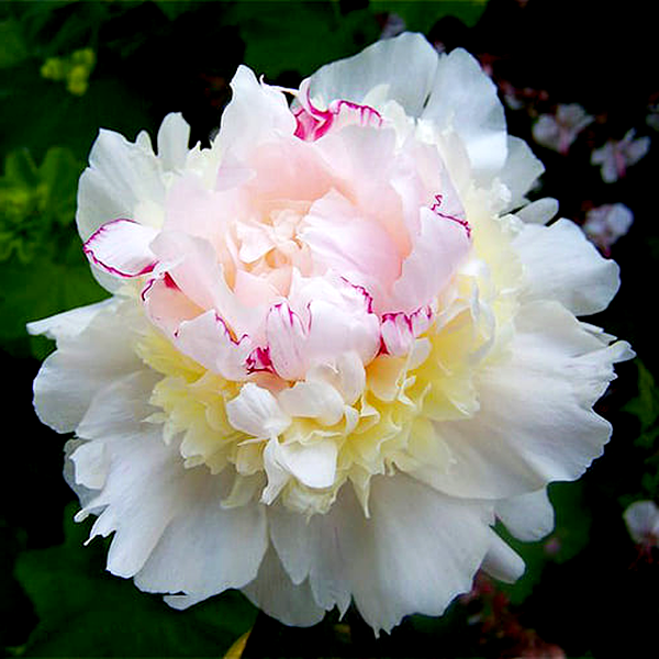 Madame De Verneville