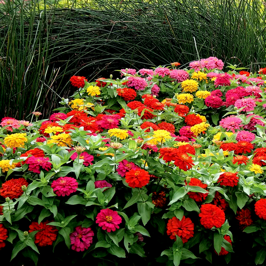 Magellan™ Mix Zinnia Seeds