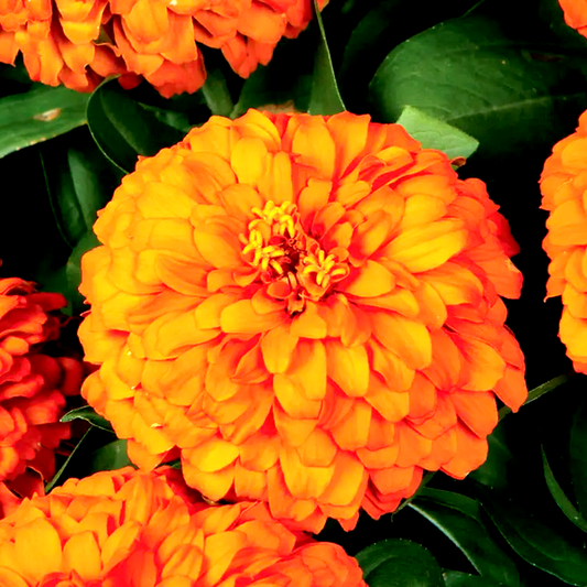 Magellan™ Orange Zinnia Seeds