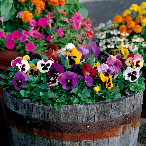 Majestic Giants II Mix Pansy Seeds