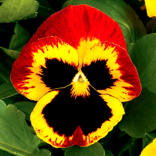 Majestic Giants ll Fire Hybrid Pansy Seeds