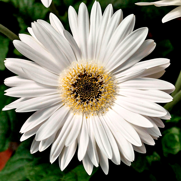 Majorette Bright White Dark Eye Gerbera Seeds